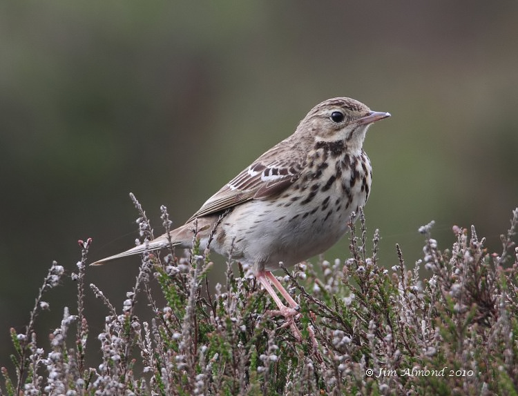 Tree Pipit  Pole Cottage 6 6 10 IMG_3937